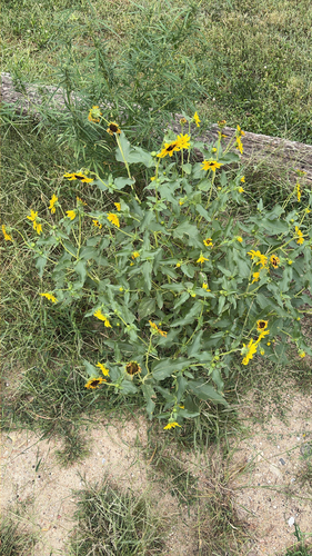 prairie sunflower