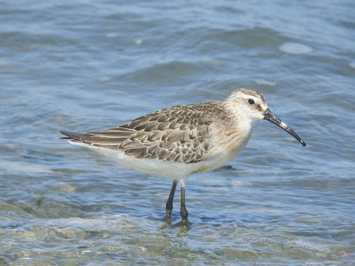 iNaturalist image