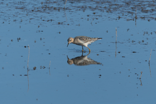 iNaturalist image