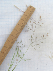 Agrostis elliottiana