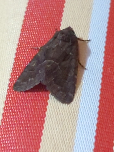 Straw Underwing
