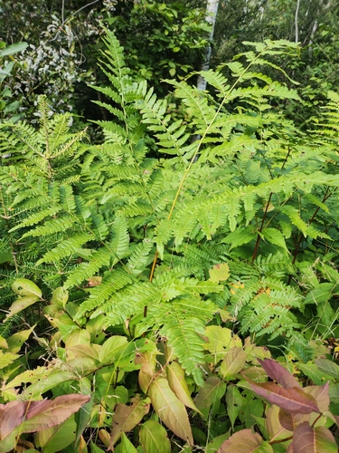 common bracken