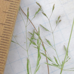 Agrostis elliottiana