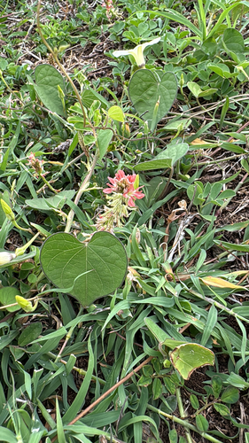 Indigofera, 2026-09-06