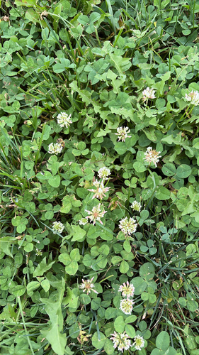 white clover
