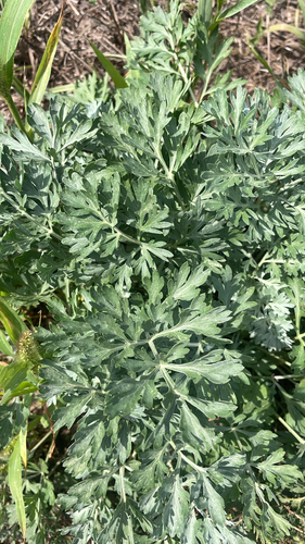 absinthe wormwood