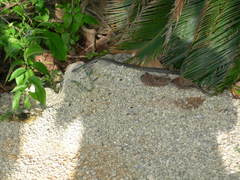 Cubophis caymanus