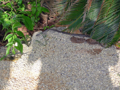 Cubophis caymanus
