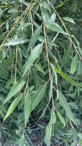 peachleaf willow