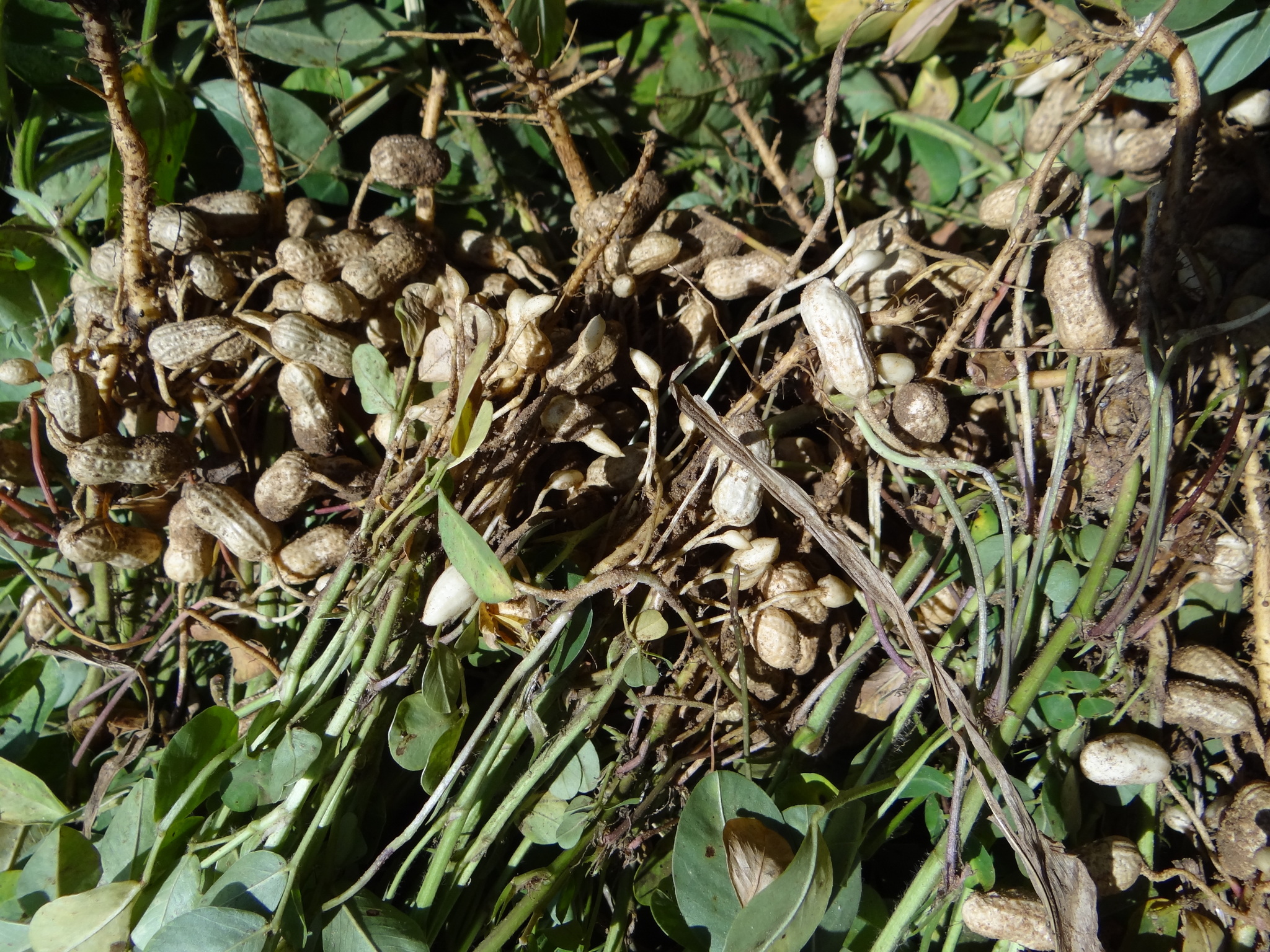 Définition  Arachide - Cacahuète - Arachis hypogaea