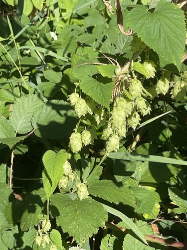 common hops