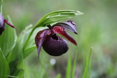 Cypripedium tibeticum
