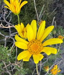 Euryops abrotanifolius, photograph (c) chrisdt, some rights reserved (CC BY)