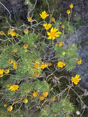 Euryops abrotanifolius, photograph (c) chrisdt, some rights reserved (CC BY)