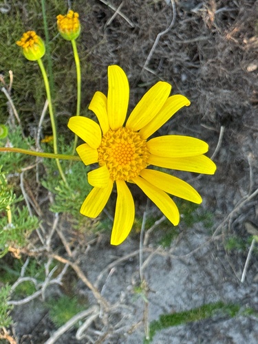 Euryops abrotanifolius, photograph 6