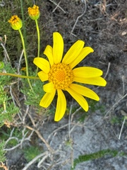 Euryops abrotanifolius, photograph (c) chrisdt, some rights reserved (CC BY)