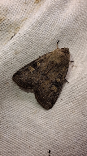 Square-spot Rustic