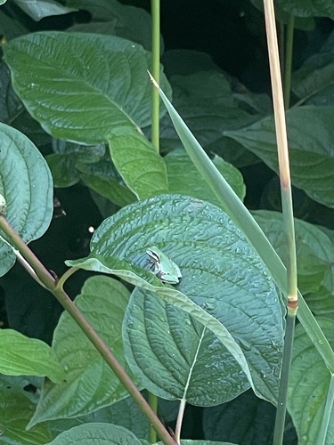 Pacific chorus frog