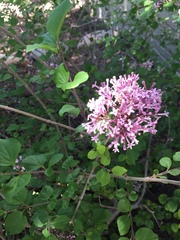 Syringa meyeri