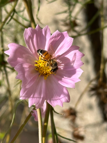 Western Honey Bee