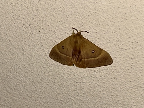Oak Eggar