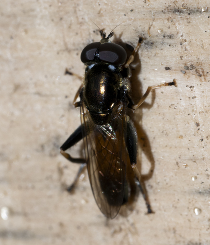 Orange-belted Leafwalker