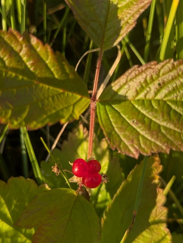 Stone Bramble