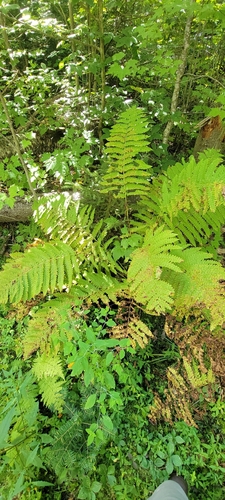 Claytosmunda claytoniana, 2026-09-06