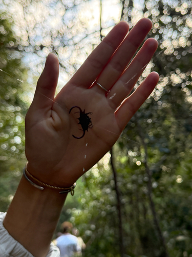 Scimitar-horn Kitespider