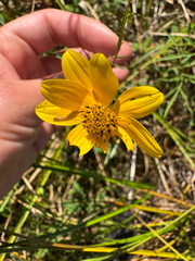 Bidens trichosperma, photograph (c) Shanze Yoell, some rights reserved (CC BY)