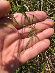Bidens trichosperma, photograph (c) Shanze Yoell, some rights reserved (CC BY)