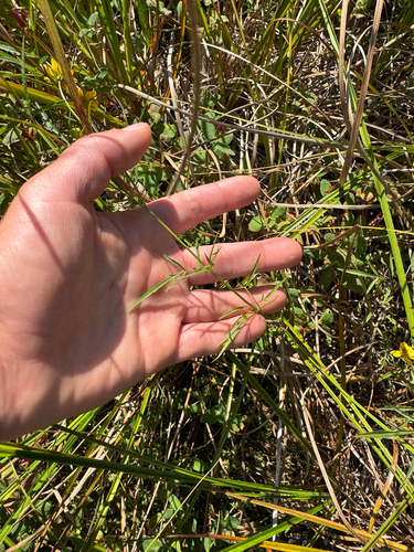 Bidens trichosperma, photograph 6