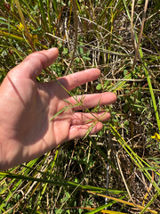 Bidens trichosperma, photograph (c) Shanze Yoell, some rights reserved (CC BY)