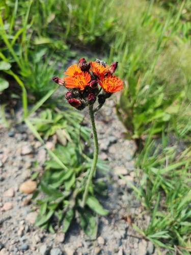 orange hawkweed