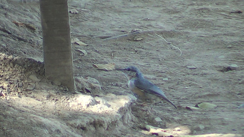 Eurasian Nuthatch