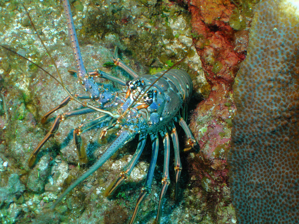 Spiny lobster with blue-tinged legs wedged between coral and rock