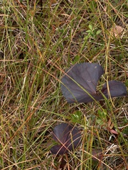 author not stated, no rights reserved Nephrophyllidium crista-galli, photograph author not stated, no rights reserved