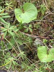author not stated, no rights reserved Nephrophyllidium crista-galli, photograph author not stated, no rights reserved