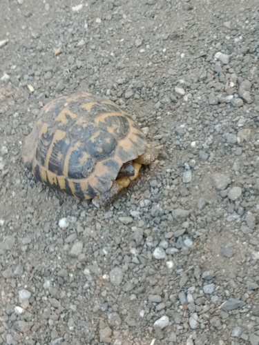 Hermann's Tortoise