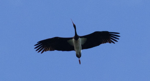 iNaturalist: (c) maripro, some rights reserved (CC BY-NC), uploaded by maripro iNaturalist image