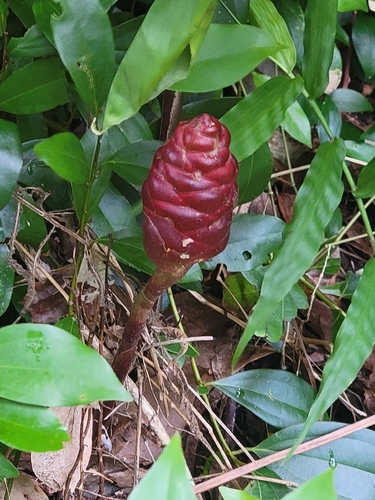Costus woodsonii observed 2026-09-05