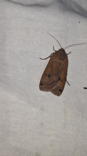Large Yellow Underwing