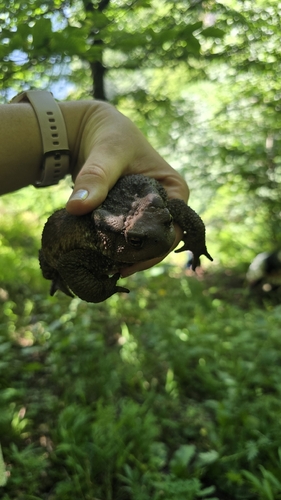 Caucasian Toad