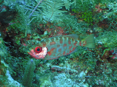 Heteropriacanthus cruentatus