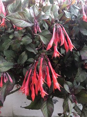 Fuchsia boliviana