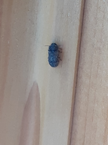 Deathwatch Beetle photo 5