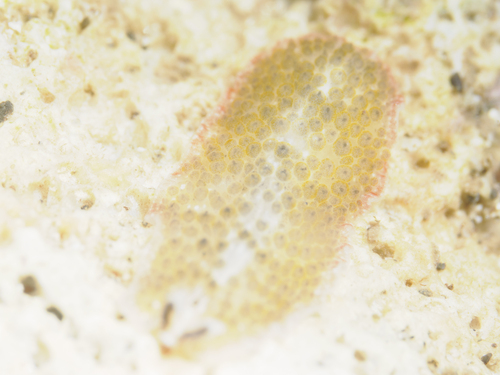 Thysanozoon tentaculatum observed 2026-07-28