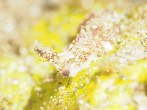 Elysia rufescens, 2026-07-28