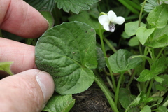 Viola striatella