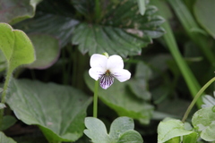 Viola striatella